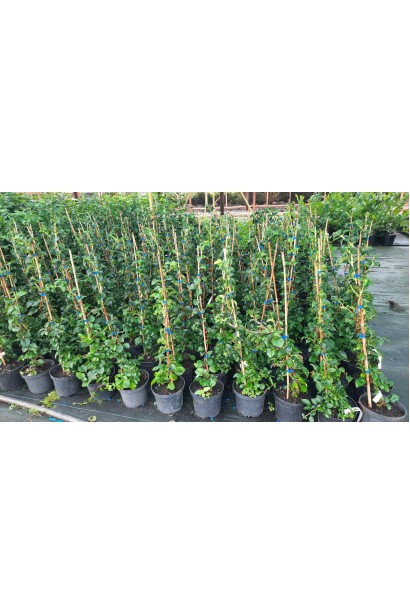 Гортензия черешковая Петиоларис - 3л/вис.50-70см/Ø20-25см